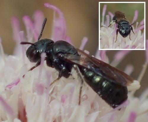 Ceratina sp.